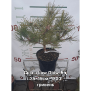 Сосна "Low Glow"